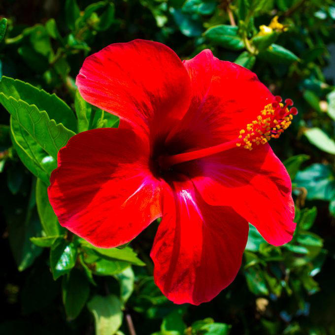 When To Cut Back Perennials, Cut Back: Iris, Cut Back: Bee Balm, Cut Back: Peonies, Cut Back: Daylilies, Cut Back: Lilies, Cut Back: Phlox, Cut Back: Blazing Star, Cut Back: Hostas, Cut Back: Hollyhocks, Cut Back: Chrysanthemum, Let Be: Sedum, Let Be: Ornamental Grasses, Let Be: Russian Sage, Let Be: Coneflowers, Let Be: Hibiscus