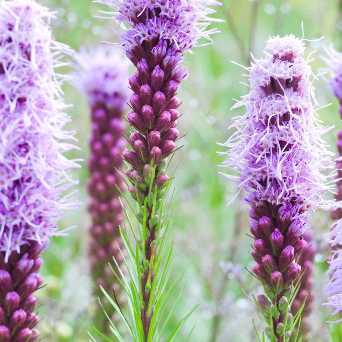When To Cut Back Perennials, Cut Back: Iris, Cut Back: Bee Balm, Cut Back: Peonies, Cut Back: Daylilies, Cut Back: Lilies, Cut Back: Phlox, Cut Back: Blazing Star, Cut Back: Hostas, Cut Back: Hollyhocks, Cut Back: Chrysanthemum, Let Be: Sedum, Let Be: Ornamental Grasses, Let Be: Russian Sage, Let Be: Coneflowers, Let Be: Hibiscus
