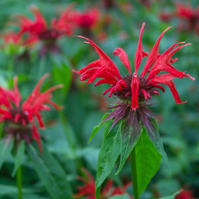 When To Cut Back Perennials, Cut Back: Iris, Cut Back: Bee Balm, Cut Back: Peonies, Cut Back: Daylilies, Cut Back: Lilies, Cut Back: Phlox, Cut Back: Blazing Star, Cut Back: Hostas, Cut Back: Hollyhocks, Cut Back: Chrysanthemum, Let Be: Sedum, Let Be: Ornamental Grasses, Let Be: Russian Sage, Let Be: Coneflowers, Let Be: Hibiscus