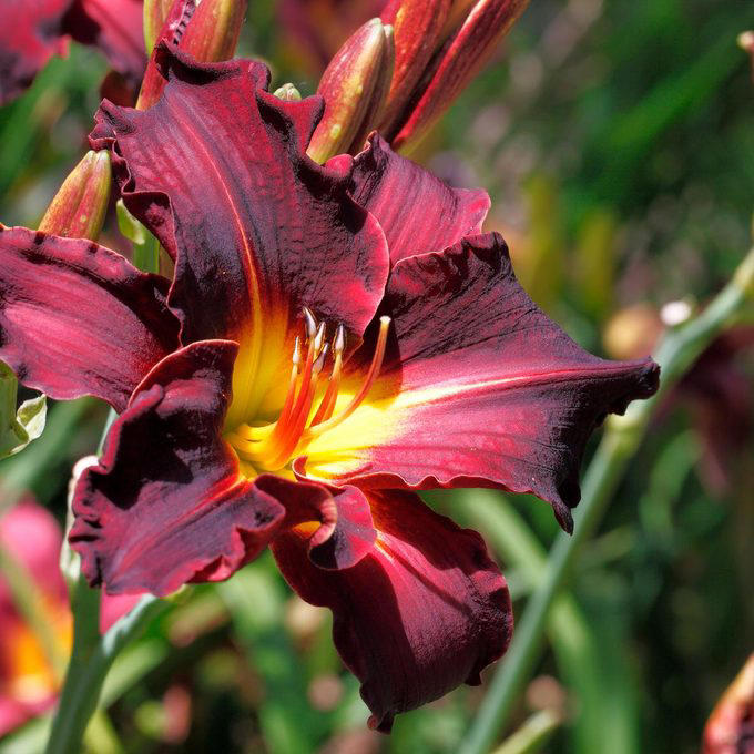 When To Cut Back Perennials, Cut Back: Iris, Cut Back: Bee Balm, Cut Back: Peonies, Cut Back: Daylilies, Cut Back: Lilies, Cut Back: Phlox, Cut Back: Blazing Star, Cut Back: Hostas, Cut Back: Hollyhocks, Cut Back: Chrysanthemum, Let Be: Sedum, Let Be: Ornamental Grasses, Let Be: Russian Sage, Let Be: Coneflowers, Let Be: Hibiscus