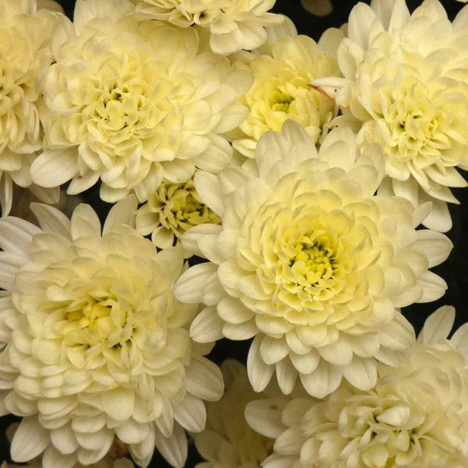 When To Cut Back Perennials, Cut Back: Iris, Cut Back: Bee Balm, Cut Back: Peonies, Cut Back: Daylilies, Cut Back: Lilies, Cut Back: Phlox, Cut Back: Blazing Star, Cut Back: Hostas, Cut Back: Hollyhocks, Cut Back: Chrysanthemum, Let Be: Sedum, Let Be: Ornamental Grasses, Let Be: Russian Sage, Let Be: Coneflowers, Let Be: Hibiscus
