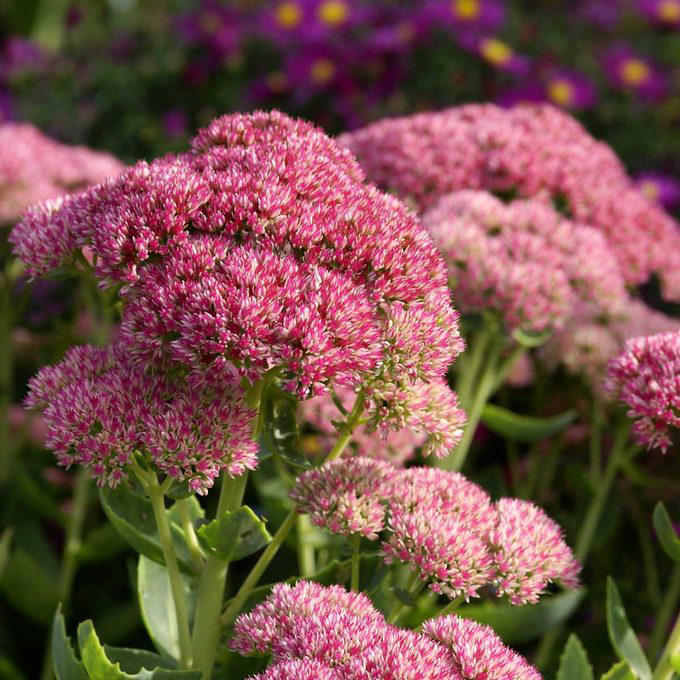 When To Cut Back Perennials, Cut Back: Iris, Cut Back: Bee Balm, Cut Back: Peonies, Cut Back: Daylilies, Cut Back: Lilies, Cut Back: Phlox, Cut Back: Blazing Star, Cut Back: Hostas, Cut Back: Hollyhocks, Cut Back: Chrysanthemum, Let Be: Sedum, Let Be: Ornamental Grasses, Let Be: Russian Sage, Let Be: Coneflowers, Let Be: Hibiscus