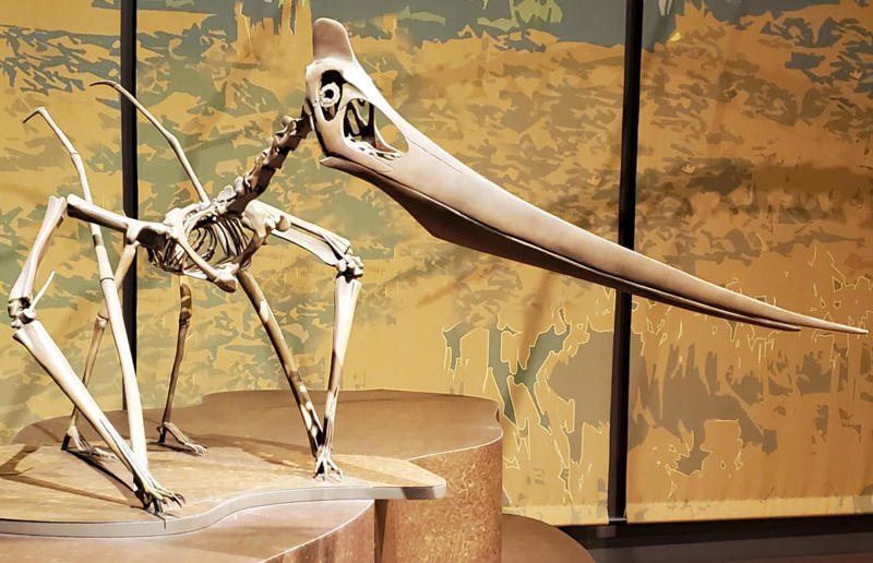 The wildlife we’ve lost forever, Trilobite, Dunkleosteus, Dimetrodon, Pteranodon, Mosasaurus, Quetzalcoatlus, Triceratops, Tyrannosaurus Rex, Megalodon, Diprotodon, Homo neanderthalensis, American lion, Glyptodon, Mastodon, Smilodon, Megatherium, Woolly mammoth, Irish elk, Steller's sea cow, Great auk, Falkland Islands Wolf, Labrador duck, Delcourt’s Giant Gecko, Passenger pigeon, Tasmanian tiger, Caribbean monk seal, Japanese sea lion, Golden toad, Pyrenean ibex, Caspian Tiger, Chinese River Dolphin, Western Black Rhinoceros, Pinta Giant Tortoise, Bramble Cay Melomys, Javan tiger