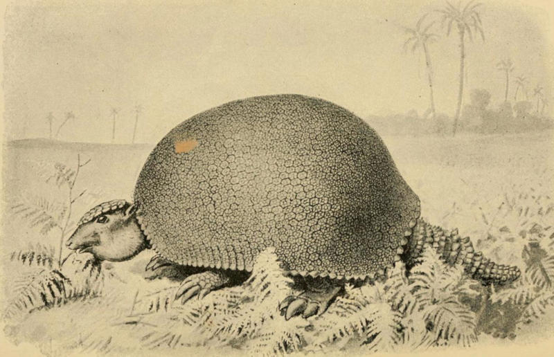 The wildlife we’ve lost forever, Trilobite, Dunkleosteus, Dimetrodon, Pteranodon, Mosasaurus, Quetzalcoatlus, Triceratops, Tyrannosaurus Rex, Megalodon, Diprotodon, Homo neanderthalensis, American lion, Glyptodon, Mastodon, Smilodon, Megatherium, Woolly mammoth, Irish elk, Steller's sea cow, Great auk, Falkland Islands Wolf, Labrador duck, Delcourt’s Giant Gecko, Passenger pigeon, Tasmanian tiger, Caribbean monk seal, Japanese sea lion, Golden toad, Pyrenean ibex, Caspian Tiger, Chinese River Dolphin, Western Black Rhinoceros, Pinta Giant Tortoise, Bramble Cay Melomys, Javan tiger
