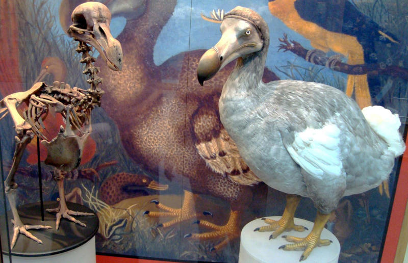 The wildlife we’ve lost forever, Trilobite, Dunkleosteus, Dimetrodon, Pteranodon, Mosasaurus, Quetzalcoatlus, Triceratops, Tyrannosaurus Rex, Megalodon, Diprotodon, Homo neanderthalensis, American lion, Glyptodon, Mastodon, Smilodon, Megatherium, Woolly mammoth, Irish elk, Steller's sea cow, Great auk, Falkland Islands Wolf, Labrador duck, Delcourt’s Giant Gecko, Passenger pigeon, Tasmanian tiger, Caribbean monk seal, Japanese sea lion, Golden toad, Pyrenean ibex, Caspian Tiger, Chinese River Dolphin, Western Black Rhinoceros, Pinta Giant Tortoise, Bramble Cay Melomys, Javan tiger