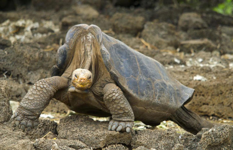 The wildlife we’ve lost forever, Trilobite, Dunkleosteus, Dimetrodon, Pteranodon, Mosasaurus, Quetzalcoatlus, Triceratops, Tyrannosaurus Rex, Megalodon, Diprotodon, Homo neanderthalensis, American lion, Glyptodon, Mastodon, Smilodon, Megatherium, Woolly mammoth, Irish elk, Steller's sea cow, Great auk, Falkland Islands Wolf, Labrador duck, Delcourt’s Giant Gecko, Passenger pigeon, Tasmanian tiger, Caribbean monk seal, Japanese sea lion, Golden toad, Pyrenean ibex, Caspian Tiger, Chinese River Dolphin, Western Black Rhinoceros, Pinta Giant Tortoise, Bramble Cay Melomys, Javan tiger