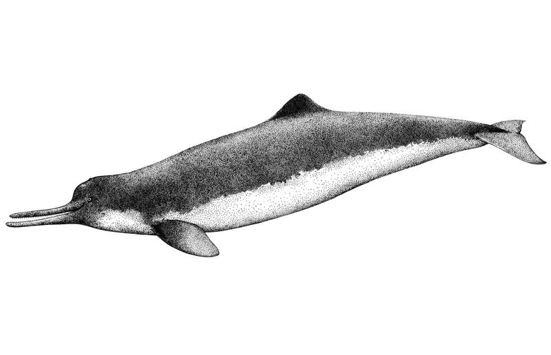 The wildlife we’ve lost forever, Trilobite, Dunkleosteus, Dimetrodon, Pteranodon, Mosasaurus, Quetzalcoatlus, Triceratops, Tyrannosaurus Rex, Megalodon, Diprotodon, Homo neanderthalensis, American lion, Glyptodon, Mastodon, Smilodon, Megatherium, Woolly mammoth, Irish elk, Steller's sea cow, Great auk, Falkland Islands Wolf, Labrador duck, Delcourt’s Giant Gecko, Passenger pigeon, Tasmanian tiger, Caribbean monk seal, Japanese sea lion, Golden toad, Pyrenean ibex, Caspian Tiger, Chinese River Dolphin, Western Black Rhinoceros, Pinta Giant Tortoise, Bramble Cay Melomys, Javan tiger