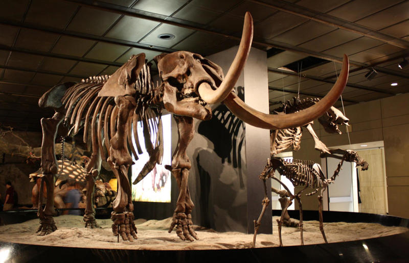 The wildlife we’ve lost forever, Trilobite, Dunkleosteus, Dimetrodon, Pteranodon, Mosasaurus, Quetzalcoatlus, Triceratops, Tyrannosaurus Rex, Megalodon, Diprotodon, Homo neanderthalensis, American lion, Glyptodon, Mastodon, Smilodon, Megatherium, Woolly mammoth, Irish elk, Steller's sea cow, Great auk, Falkland Islands Wolf, Labrador duck, Delcourt’s Giant Gecko, Passenger pigeon, Tasmanian tiger, Caribbean monk seal, Japanese sea lion, Golden toad, Pyrenean ibex, Caspian Tiger, Chinese River Dolphin, Western Black Rhinoceros, Pinta Giant Tortoise, Bramble Cay Melomys, Javan tiger