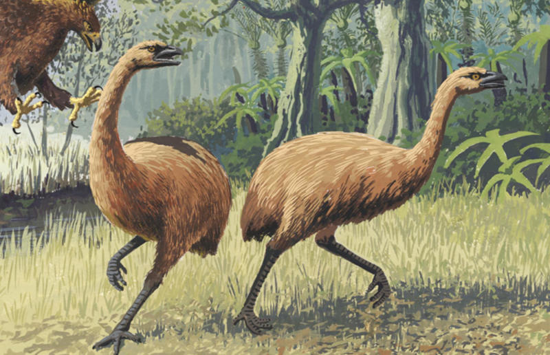 The wildlife we’ve lost forever, Trilobite, Dunkleosteus, Dimetrodon, Pteranodon, Mosasaurus, Quetzalcoatlus, Triceratops, Tyrannosaurus Rex, Megalodon, Diprotodon, Homo neanderthalensis, American lion, Glyptodon, Mastodon, Smilodon, Megatherium, Woolly mammoth, Irish elk, Steller's sea cow, Great auk, Falkland Islands Wolf, Labrador duck, Delcourt’s Giant Gecko, Passenger pigeon, Tasmanian tiger, Caribbean monk seal, Japanese sea lion, Golden toad, Pyrenean ibex, Caspian Tiger, Chinese River Dolphin, Western Black Rhinoceros, Pinta Giant Tortoise, Bramble Cay Melomys, Javan tiger