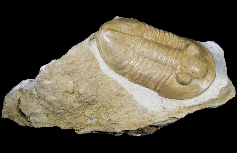 The wildlife we’ve lost forever, Trilobite, Dunkleosteus, Dimetrodon, Pteranodon, Mosasaurus, Quetzalcoatlus, Triceratops, Tyrannosaurus Rex, Megalodon, Diprotodon, Homo neanderthalensis, American lion, Glyptodon, Mastodon, Smilodon, Megatherium, Woolly mammoth, Irish elk, Steller's sea cow, Great auk, Falkland Islands Wolf, Labrador duck, Delcourt’s Giant Gecko, Passenger pigeon, Tasmanian tiger, Caribbean monk seal, Japanese sea lion, Golden toad, Pyrenean ibex, Caspian Tiger, Chinese River Dolphin, Western Black Rhinoceros, Pinta Giant Tortoise, Bramble Cay Melomys, Javan tiger