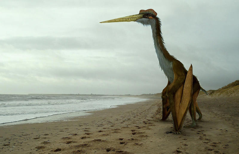The wildlife we’ve lost forever, Trilobite, Dunkleosteus, Dimetrodon, Pteranodon, Mosasaurus, Quetzalcoatlus, Triceratops, Tyrannosaurus Rex, Megalodon, Diprotodon, Homo neanderthalensis, American lion, Glyptodon, Mastodon, Smilodon, Megatherium, Woolly mammoth, Irish elk, Steller's sea cow, Great auk, Falkland Islands Wolf, Labrador duck, Delcourt’s Giant Gecko, Passenger pigeon, Tasmanian tiger, Caribbean monk seal, Japanese sea lion, Golden toad, Pyrenean ibex, Caspian Tiger, Chinese River Dolphin, Western Black Rhinoceros, Pinta Giant Tortoise, Bramble Cay Melomys, Javan tiger