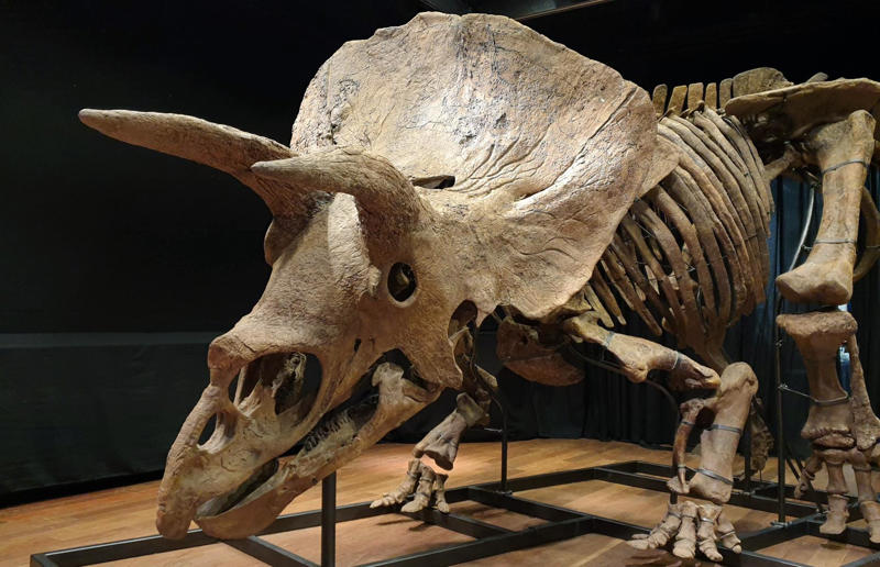 The wildlife we’ve lost forever, Trilobite, Dunkleosteus, Dimetrodon, Pteranodon, Mosasaurus, Quetzalcoatlus, Triceratops, Tyrannosaurus Rex, Megalodon, Diprotodon, Homo neanderthalensis, American lion, Glyptodon, Mastodon, Smilodon, Megatherium, Woolly mammoth, Irish elk, Steller's sea cow, Great auk, Falkland Islands Wolf, Labrador duck, Delcourt’s Giant Gecko, Passenger pigeon, Tasmanian tiger, Caribbean monk seal, Japanese sea lion, Golden toad, Pyrenean ibex, Caspian Tiger, Chinese River Dolphin, Western Black Rhinoceros, Pinta Giant Tortoise, Bramble Cay Melomys, Javan tiger