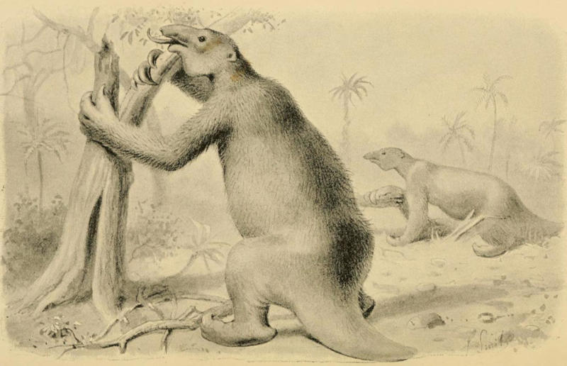 The wildlife we’ve lost forever, Trilobite, Dunkleosteus, Dimetrodon, Pteranodon, Mosasaurus, Quetzalcoatlus, Triceratops, Tyrannosaurus Rex, Megalodon, Diprotodon, Homo neanderthalensis, American lion, Glyptodon, Mastodon, Smilodon, Megatherium, Woolly mammoth, Irish elk, Steller's sea cow, Great auk, Falkland Islands Wolf, Labrador duck, Delcourt’s Giant Gecko, Passenger pigeon, Tasmanian tiger, Caribbean monk seal, Japanese sea lion, Golden toad, Pyrenean ibex, Caspian Tiger, Chinese River Dolphin, Western Black Rhinoceros, Pinta Giant Tortoise, Bramble Cay Melomys, Javan tiger
