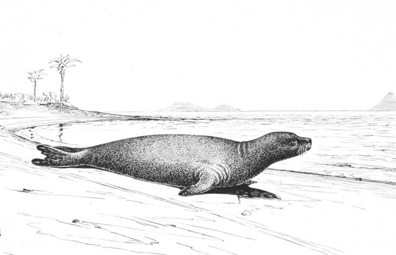 The wildlife we’ve lost forever, Trilobite, Dunkleosteus, Dimetrodon, Pteranodon, Mosasaurus, Quetzalcoatlus, Triceratops, Tyrannosaurus Rex, Megalodon, Diprotodon, Homo neanderthalensis, American lion, Glyptodon, Mastodon, Smilodon, Megatherium, Woolly mammoth, Irish elk, Steller's sea cow, Great auk, Falkland Islands Wolf, Labrador duck, Delcourt’s Giant Gecko, Passenger pigeon, Tasmanian tiger, Caribbean monk seal, Japanese sea lion, Golden toad, Pyrenean ibex, Caspian Tiger, Chinese River Dolphin, Western Black Rhinoceros, Pinta Giant Tortoise, Bramble Cay Melomys, Javan tiger