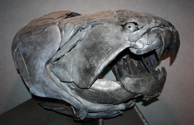 The wildlife we’ve lost forever, Trilobite, Dunkleosteus, Dimetrodon, Pteranodon, Mosasaurus, Quetzalcoatlus, Triceratops, Tyrannosaurus Rex, Megalodon, Diprotodon, Homo neanderthalensis, American lion, Glyptodon, Mastodon, Smilodon, Megatherium, Woolly mammoth, Irish elk, Steller's sea cow, Great auk, Falkland Islands Wolf, Labrador duck, Delcourt’s Giant Gecko, Passenger pigeon, Tasmanian tiger, Caribbean monk seal, Japanese sea lion, Golden toad, Pyrenean ibex, Caspian Tiger, Chinese River Dolphin, Western Black Rhinoceros, Pinta Giant Tortoise, Bramble Cay Melomys, Javan tiger