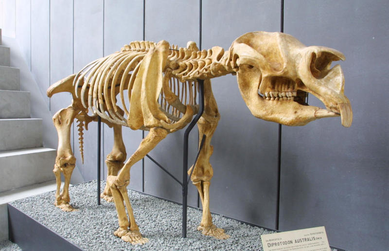 The wildlife we’ve lost forever, Trilobite, Dunkleosteus, Dimetrodon, Pteranodon, Mosasaurus, Quetzalcoatlus, Triceratops, Tyrannosaurus Rex, Megalodon, Diprotodon, Homo neanderthalensis, American lion, Glyptodon, Mastodon, Smilodon, Megatherium, Woolly mammoth, Irish elk, Steller's sea cow, Great auk, Falkland Islands Wolf, Labrador duck, Delcourt’s Giant Gecko, Passenger pigeon, Tasmanian tiger, Caribbean monk seal, Japanese sea lion, Golden toad, Pyrenean ibex, Caspian Tiger, Chinese River Dolphin, Western Black Rhinoceros, Pinta Giant Tortoise, Bramble Cay Melomys, Javan tiger
