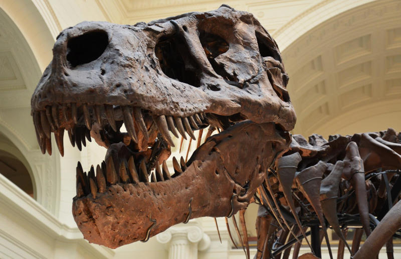The wildlife we’ve lost forever, Trilobite, Dunkleosteus, Dimetrodon, Pteranodon, Mosasaurus, Quetzalcoatlus, Triceratops, Tyrannosaurus Rex, Megalodon, Diprotodon, Homo neanderthalensis, American lion, Glyptodon, Mastodon, Smilodon, Megatherium, Woolly mammoth, Irish elk, Steller's sea cow, Great auk, Falkland Islands Wolf, Labrador duck, Delcourt’s Giant Gecko, Passenger pigeon, Tasmanian tiger, Caribbean monk seal, Japanese sea lion, Golden toad, Pyrenean ibex, Caspian Tiger, Chinese River Dolphin, Western Black Rhinoceros, Pinta Giant Tortoise, Bramble Cay Melomys, Javan tiger