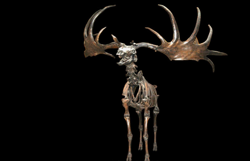 The wildlife we’ve lost forever, Trilobite, Dunkleosteus, Dimetrodon, Pteranodon, Mosasaurus, Quetzalcoatlus, Triceratops, Tyrannosaurus Rex, Megalodon, Diprotodon, Homo neanderthalensis, American lion, Glyptodon, Mastodon, Smilodon, Megatherium, Woolly mammoth, Irish elk, Steller's sea cow, Great auk, Falkland Islands Wolf, Labrador duck, Delcourt’s Giant Gecko, Passenger pigeon, Tasmanian tiger, Caribbean monk seal, Japanese sea lion, Golden toad, Pyrenean ibex, Caspian Tiger, Chinese River Dolphin, Western Black Rhinoceros, Pinta Giant Tortoise, Bramble Cay Melomys, Javan tiger
