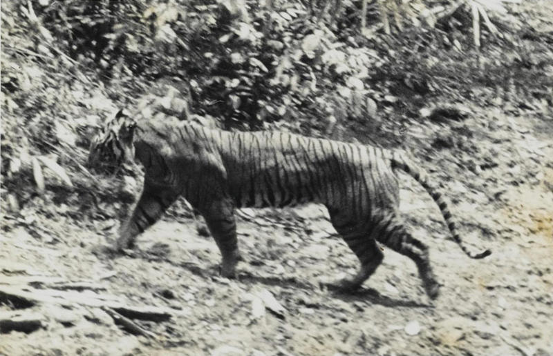 The wildlife we’ve lost forever, Trilobite, Dunkleosteus, Dimetrodon, Pteranodon, Mosasaurus, Quetzalcoatlus, Triceratops, Tyrannosaurus Rex, Megalodon, Diprotodon, Homo neanderthalensis, American lion, Glyptodon, Mastodon, Smilodon, Megatherium, Woolly mammoth, Irish elk, Steller's sea cow, Great auk, Falkland Islands Wolf, Labrador duck, Delcourt’s Giant Gecko, Passenger pigeon, Tasmanian tiger, Caribbean monk seal, Japanese sea lion, Golden toad, Pyrenean ibex, Caspian Tiger, Chinese River Dolphin, Western Black Rhinoceros, Pinta Giant Tortoise, Bramble Cay Melomys, Javan tiger