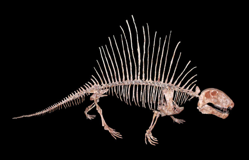 The wildlife we’ve lost forever, Trilobite, Dunkleosteus, Dimetrodon, Pteranodon, Mosasaurus, Quetzalcoatlus, Triceratops, Tyrannosaurus Rex, Megalodon, Diprotodon, Homo neanderthalensis, American lion, Glyptodon, Mastodon, Smilodon, Megatherium, Woolly mammoth, Irish elk, Steller's sea cow, Great auk, Falkland Islands Wolf, Labrador duck, Delcourt’s Giant Gecko, Passenger pigeon, Tasmanian tiger, Caribbean monk seal, Japanese sea lion, Golden toad, Pyrenean ibex, Caspian Tiger, Chinese River Dolphin, Western Black Rhinoceros, Pinta Giant Tortoise, Bramble Cay Melomys, Javan tiger