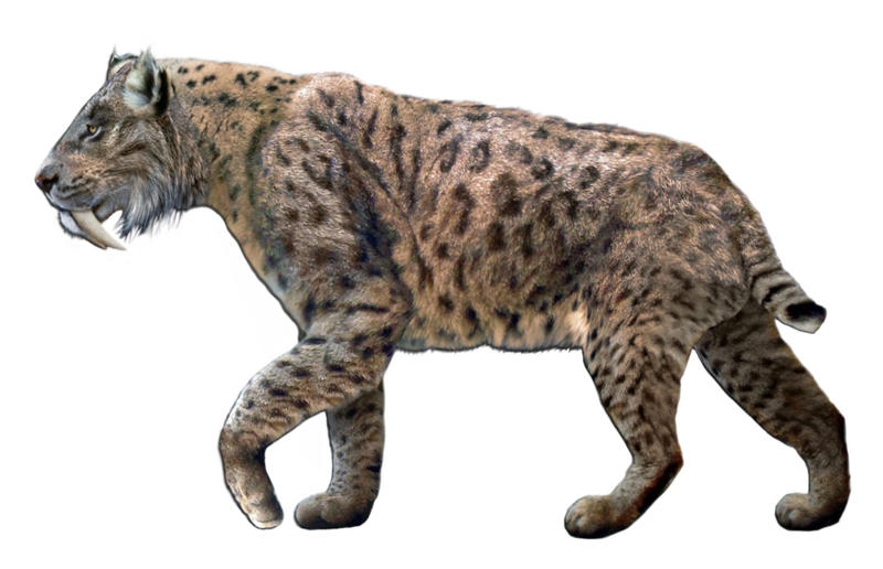 The wildlife we’ve lost forever, Trilobite, Dunkleosteus, Dimetrodon, Pteranodon, Mosasaurus, Quetzalcoatlus, Triceratops, Tyrannosaurus Rex, Megalodon, Diprotodon, Homo neanderthalensis, American lion, Glyptodon, Mastodon, Smilodon, Megatherium, Woolly mammoth, Irish elk, Steller's sea cow, Great auk, Falkland Islands Wolf, Labrador duck, Delcourt’s Giant Gecko, Passenger pigeon, Tasmanian tiger, Caribbean monk seal, Japanese sea lion, Golden toad, Pyrenean ibex, Caspian Tiger, Chinese River Dolphin, Western Black Rhinoceros, Pinta Giant Tortoise, Bramble Cay Melomys, Javan tiger