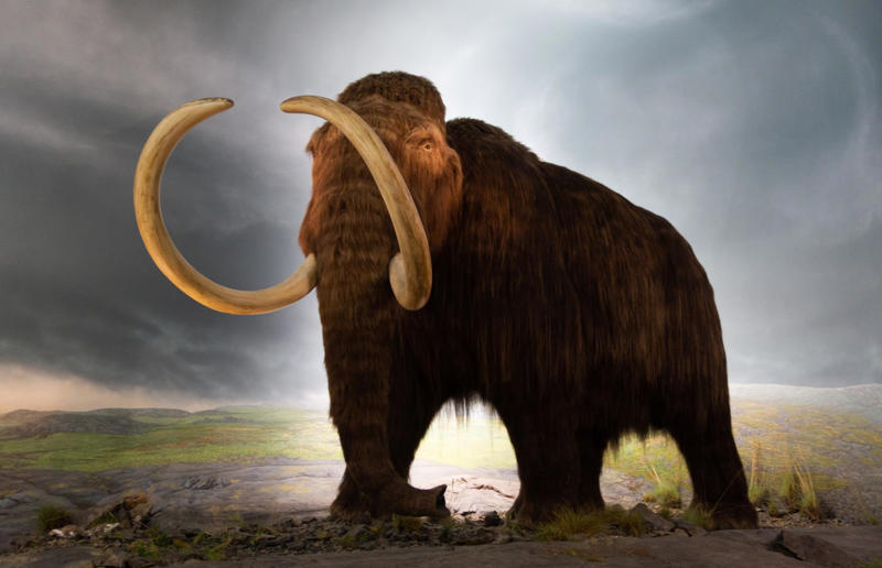 The wildlife we’ve lost forever, Trilobite, Dunkleosteus, Dimetrodon, Pteranodon, Mosasaurus, Quetzalcoatlus, Triceratops, Tyrannosaurus Rex, Megalodon, Diprotodon, Homo neanderthalensis, American lion, Glyptodon, Mastodon, Smilodon, Megatherium, Woolly mammoth, Irish elk, Steller's sea cow, Great auk, Falkland Islands Wolf, Labrador duck, Delcourt’s Giant Gecko, Passenger pigeon, Tasmanian tiger, Caribbean monk seal, Japanese sea lion, Golden toad, Pyrenean ibex, Caspian Tiger, Chinese River Dolphin, Western Black Rhinoceros, Pinta Giant Tortoise, Bramble Cay Melomys, Javan tiger