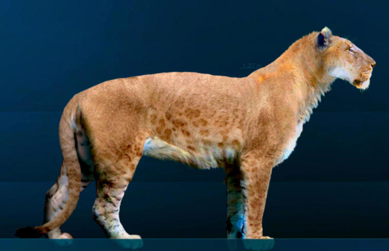 The wildlife we’ve lost forever, Trilobite, Dunkleosteus, Dimetrodon, Pteranodon, Mosasaurus, Quetzalcoatlus, Triceratops, Tyrannosaurus Rex, Megalodon, Diprotodon, Homo neanderthalensis, American lion, Glyptodon, Mastodon, Smilodon, Megatherium, Woolly mammoth, Irish elk, Steller's sea cow, Great auk, Falkland Islands Wolf, Labrador duck, Delcourt’s Giant Gecko, Passenger pigeon, Tasmanian tiger, Caribbean monk seal, Japanese sea lion, Golden toad, Pyrenean ibex, Caspian Tiger, Chinese River Dolphin, Western Black Rhinoceros, Pinta Giant Tortoise, Bramble Cay Melomys, Javan tiger