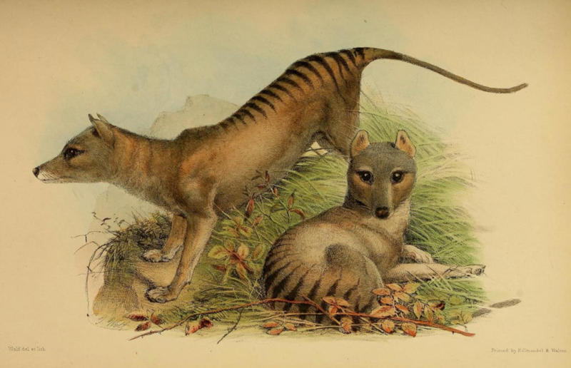 The wildlife we’ve lost forever, Trilobite, Dunkleosteus, Dimetrodon, Pteranodon, Mosasaurus, Quetzalcoatlus, Triceratops, Tyrannosaurus Rex, Megalodon, Diprotodon, Homo neanderthalensis, American lion, Glyptodon, Mastodon, Smilodon, Megatherium, Woolly mammoth, Irish elk, Steller's sea cow, Great auk, Falkland Islands Wolf, Labrador duck, Delcourt’s Giant Gecko, Passenger pigeon, Tasmanian tiger, Caribbean monk seal, Japanese sea lion, Golden toad, Pyrenean ibex, Caspian Tiger, Chinese River Dolphin, Western Black Rhinoceros, Pinta Giant Tortoise, Bramble Cay Melomys, Javan tiger