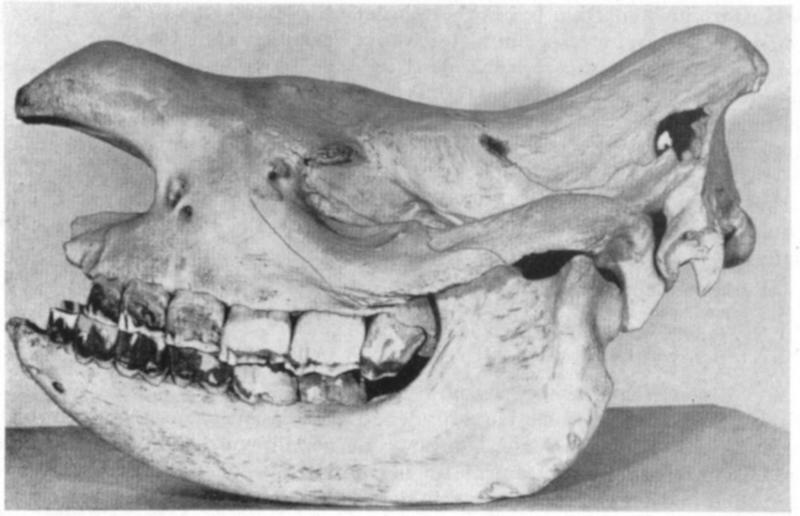 The wildlife we’ve lost forever, Trilobite, Dunkleosteus, Dimetrodon, Pteranodon, Mosasaurus, Quetzalcoatlus, Triceratops, Tyrannosaurus Rex, Megalodon, Diprotodon, Homo neanderthalensis, American lion, Glyptodon, Mastodon, Smilodon, Megatherium, Woolly mammoth, Irish elk, Steller's sea cow, Great auk, Falkland Islands Wolf, Labrador duck, Delcourt’s Giant Gecko, Passenger pigeon, Tasmanian tiger, Caribbean monk seal, Japanese sea lion, Golden toad, Pyrenean ibex, Caspian Tiger, Chinese River Dolphin, Western Black Rhinoceros, Pinta Giant Tortoise, Bramble Cay Melomys, Javan tiger