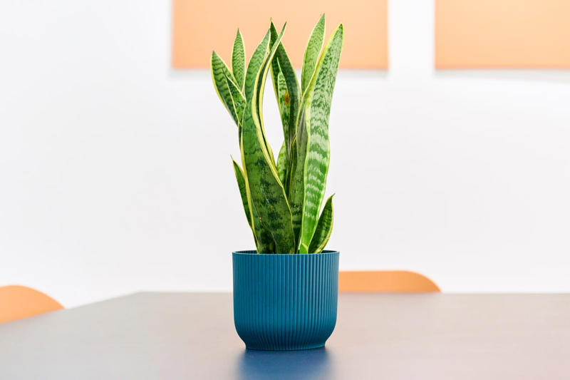6) Snake Plant 1) Lucky Bamboo, 2) Orchids, 4) Bromeliad, 6) Snake Plant, 14) Hoya Heart