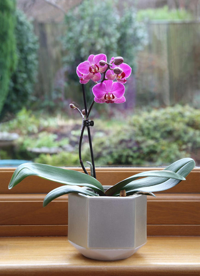 2) Orchids 1) Lucky Bamboo, 2) Orchids, 4) Bromeliad, 6) Snake Plant, 14) Hoya Heart