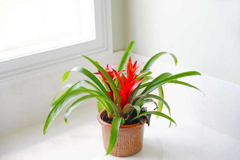 4) Bromeliad 1) Lucky Bamboo, 2) Orchids, 4) Bromeliad, 6) Snake Plant, 14) Hoya Heart