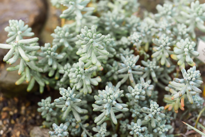 Aeoniums, Micro-Dwarf Tomatoes, Trailing Petunias, Begonias, Cascading Sedums, Trailing Blue Lobelia, Sweet Alyssum, Sempervivums