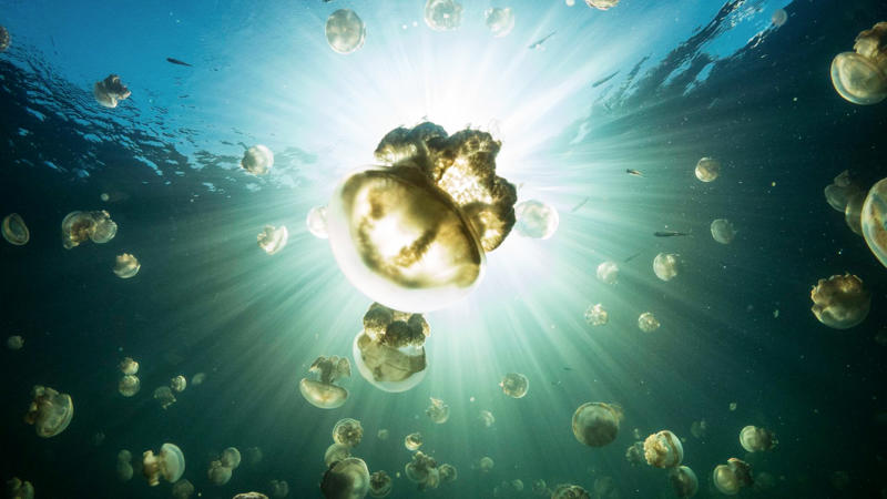 The ocean was known to harbor the oldest microorganisms Innovation: biodegradable plastic, A new material, A solution for the environment, No waste, How is this possible?, Rapid degradation, Research on biodegradable plastic, Cleaner oceans, The packaging industry is interested, No date to enter the market, Plastic is here to stay, A resistant plastic, Friendly to the environment in many ways, The problems of the new plastic, More research is needed