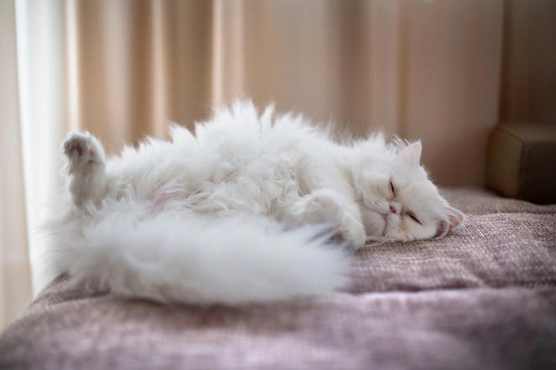 2) Balinese, 3) Bengal, 4) Birman, 6) Burmese, 7) Maine Coon, 9) Norwegian Forest, 11) Persian, 12) Ragdoll, 13) Russian Blue, 15) Siamese