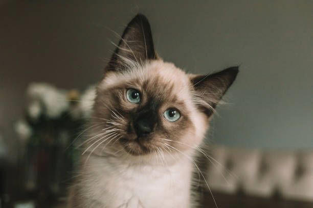 2) Balinese, 3) Bengal, 4) Birman, 6) Burmese, 7) Maine Coon, 9) Norwegian Forest, 11) Persian, 12) Ragdoll, 13) Russian Blue, 15) Siamese