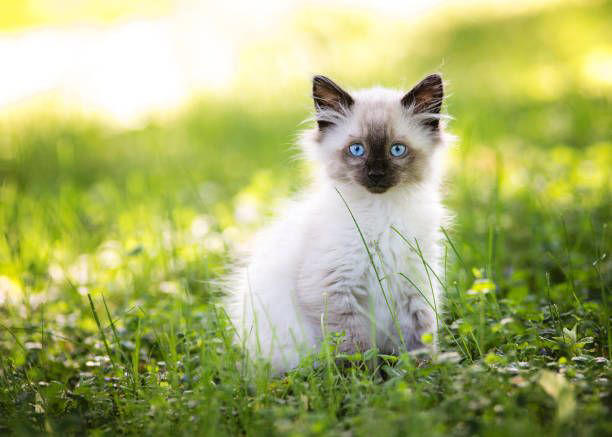 2) Balinese, 3) Bengal, 4) Birman, 6) Burmese, 7) Maine Coon, 9) Norwegian Forest, 11) Persian, 12) Ragdoll, 13) Russian Blue, 15) Siamese