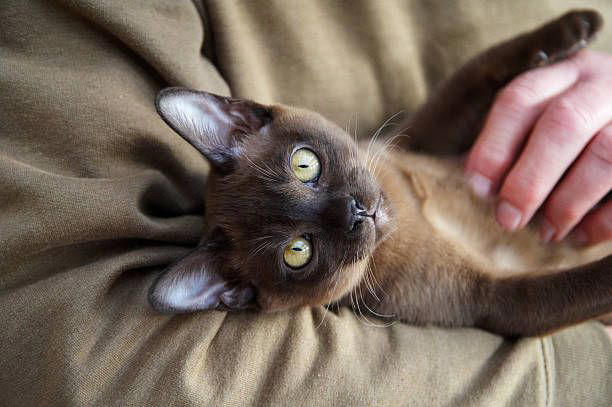 2) Balinese, 3) Bengal, 4) Birman, 6) Burmese, 7) Maine Coon, 9) Norwegian Forest, 11) Persian, 12) Ragdoll, 13) Russian Blue, 15) Siamese