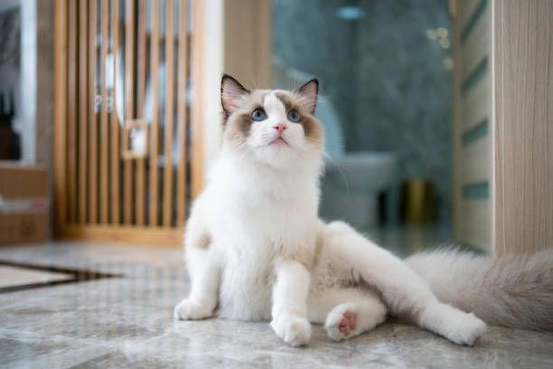 2) Balinese, 3) Bengal, 4) Birman, 6) Burmese, 7) Maine Coon, 9) Norwegian Forest, 11) Persian, 12) Ragdoll, 13) Russian Blue, 15) Siamese