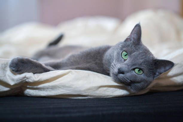 2) Balinese, 3) Bengal, 4) Birman, 6) Burmese, 7) Maine Coon, 9) Norwegian Forest, 11) Persian, 12) Ragdoll, 13) Russian Blue, 15) Siamese