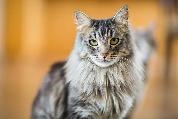 2) Balinese, 3) Bengal, 4) Birman, 6) Burmese, 7) Maine Coon, 9) Norwegian Forest, 11) Persian, 12) Ragdoll, 13) Russian Blue, 15) Siamese