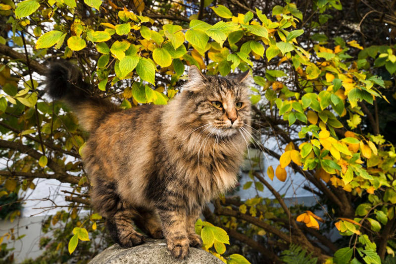 2) Balinese, 3) Bengal, 4) Birman, 6) Burmese, 7) Maine Coon, 9) Norwegian Forest, 11) Persian, 12) Ragdoll, 13) Russian Blue, 15) Siamese