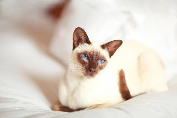 2) Balinese, 3) Bengal, 4) Birman, 6) Burmese, 7) Maine Coon, 9) Norwegian Forest, 11) Persian, 12) Ragdoll, 13) Russian Blue, 15) Siamese