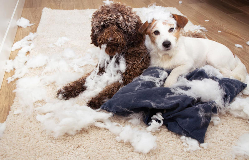 What to do in an emergency Hidden household dangers that could cause your pets harm, Unsecured balconies, Open windows, Blinds and blind cords, Unchecked staircases, Wooden floors, Small gaps behind fitted furniture, Loose electrical cables, Irons and hair straighteners, Children’s toys and small electricals, Loose personal items, Human and pet medication, Plastic shopping bags, Left out food, Dustbins and open binbags, Hot kitchen hobs, Washing machines and tumble dryers, Toilet bowls, Cleaning supplies, Beauty products, Unattended candles, Toxic plants and flowers, Christmas trees and decorations, Entrance doors, Damaged fences or garden boundaries, Pesticides and pest control, Garden alone time, An open garden gate, Swimming pools and ponds, Car maintenance products, Bird-specific advice, What to do in an emergency