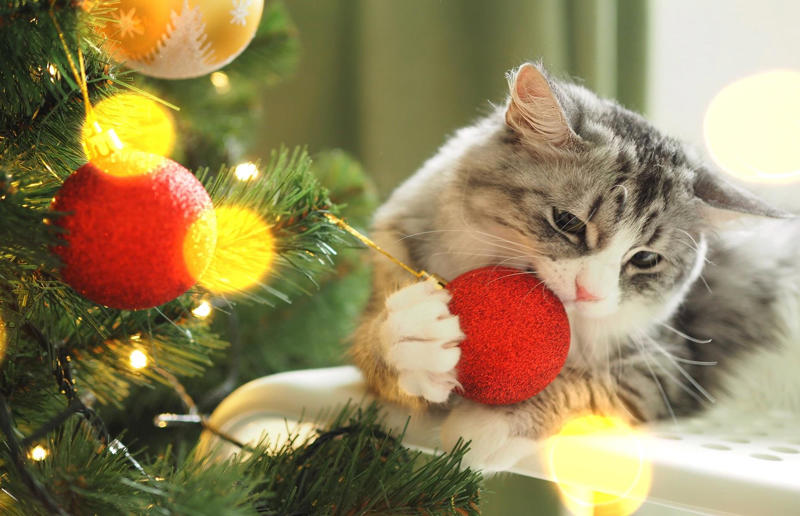 Christmas trees and decorations Hidden household dangers that could cause your pets harm, Unsecured balconies, Open windows, Blinds and blind cords, Unchecked staircases, Wooden floors, Small gaps behind fitted furniture, Loose electrical cables, Irons and hair straighteners, Children’s toys and small electricals, Loose personal items, Human and pet medication, Plastic shopping bags, Left out food, Dustbins and open binbags, Hot kitchen hobs, Washing machines and tumble dryers, Toilet bowls, Cleaning supplies, Beauty products, Unattended candles, Toxic plants and flowers, Christmas trees and decorations, Entrance doors, Damaged fences or garden boundaries, Pesticides and pest control, Garden alone time, An open garden gate, Swimming pools and ponds, Car maintenance products, Bird-specific advice, What to do in an emergency