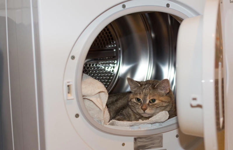 Washing machines and tumble dryers Hidden household dangers that could cause your pets harm, Unsecured balconies, Open windows, Blinds and blind cords, Unchecked staircases, Wooden floors, Small gaps behind fitted furniture, Loose electrical cables, Irons and hair straighteners, Children’s toys and small electricals, Loose personal items, Human and pet medication, Plastic shopping bags, Left out food, Dustbins and open binbags, Hot kitchen hobs, Washing machines and tumble dryers, Toilet bowls, Cleaning supplies, Beauty products, Unattended candles, Toxic plants and flowers, Christmas trees and decorations, Entrance doors, Damaged fences or garden boundaries, Pesticides and pest control, Garden alone time, An open garden gate, Swimming pools and ponds, Car maintenance products, Bird-specific advice, What to do in an emergency