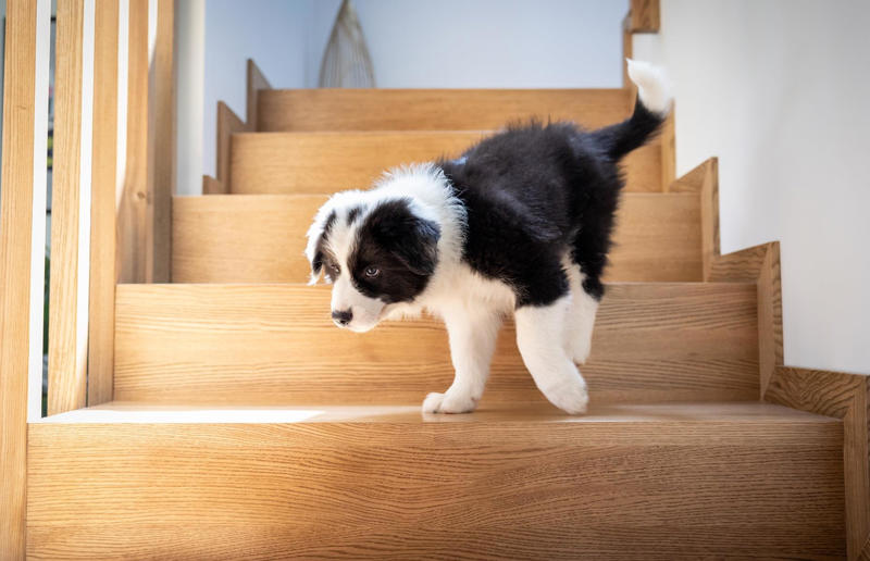 Unchecked staircases Hidden household dangers that could cause your pets harm, Unsecured balconies, Open windows, Blinds and blind cords, Unchecked staircases, Wooden floors, Small gaps behind fitted furniture, Loose electrical cables, Irons and hair straighteners, Children’s toys and small electricals, Loose personal items, Human and pet medication, Plastic shopping bags, Left out food, Dustbins and open binbags, Hot kitchen hobs, Washing machines and tumble dryers, Toilet bowls, Cleaning supplies, Beauty products, Unattended candles, Toxic plants and flowers, Christmas trees and decorations, Entrance doors, Damaged fences or garden boundaries, Pesticides and pest control, Garden alone time, An open garden gate, Swimming pools and ponds, Car maintenance products, Bird-specific advice, What to do in an emergency