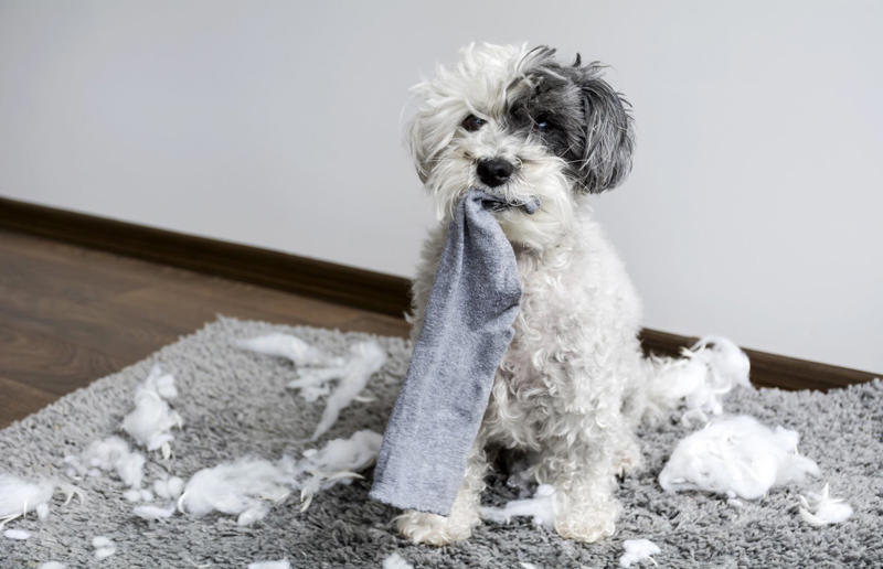 Loose personal items Hidden household dangers that could cause your pets harm, Unsecured balconies, Open windows, Blinds and blind cords, Unchecked staircases, Wooden floors, Small gaps behind fitted furniture, Loose electrical cables, Irons and hair straighteners, Children’s toys and small electricals, Loose personal items, Human and pet medication, Plastic shopping bags, Left out food, Dustbins and open binbags, Hot kitchen hobs, Washing machines and tumble dryers, Toilet bowls, Cleaning supplies, Beauty products, Unattended candles, Toxic plants and flowers, Christmas trees and decorations, Entrance doors, Damaged fences or garden boundaries, Pesticides and pest control, Garden alone time, An open garden gate, Swimming pools and ponds, Car maintenance products, Bird-specific advice, What to do in an emergency