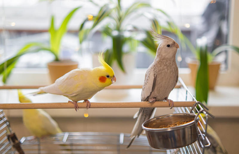 Bird-specific advice Hidden household dangers that could cause your pets harm, Unsecured balconies, Open windows, Blinds and blind cords, Unchecked staircases, Wooden floors, Small gaps behind fitted furniture, Loose electrical cables, Irons and hair straighteners, Children’s toys and small electricals, Loose personal items, Human and pet medication, Plastic shopping bags, Left out food, Dustbins and open binbags, Hot kitchen hobs, Washing machines and tumble dryers, Toilet bowls, Cleaning supplies, Beauty products, Unattended candles, Toxic plants and flowers, Christmas trees and decorations, Entrance doors, Damaged fences or garden boundaries, Pesticides and pest control, Garden alone time, An open garden gate, Swimming pools and ponds, Car maintenance products, Bird-specific advice, What to do in an emergency