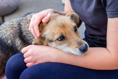 犬は「ツライ」気持ちを隠したがる動物, 犬はどんな理由で「ツライ」と思うの？, 犬が『ツライ』ときにみせる行動５選, 1.食欲がなくなる, 2.日中の元気がなく動きたがらない, 3.ストレスサインを見せている, 4.問題行動が増える, 5.激しい動きをしていないのに呼吸が荒くなる, ツラそうな愛犬に飼い主ができる対応とは？, 病院へ連れていくべき？受診の目安を解説